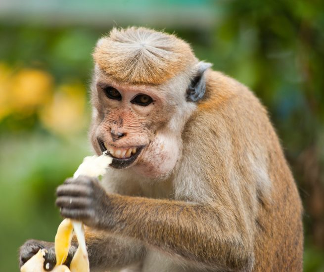 Estudio de Comunicaicón meme