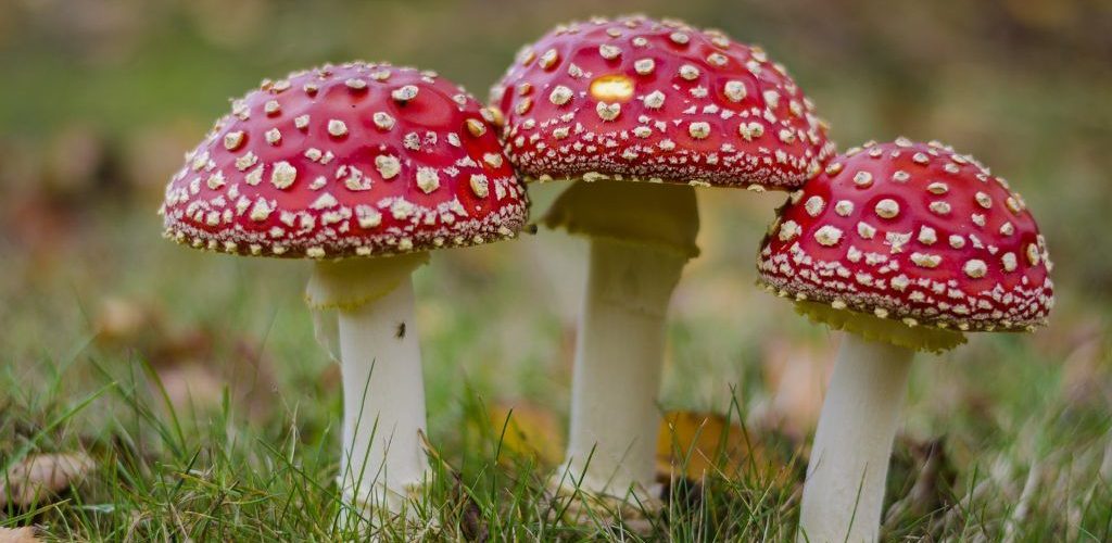 toxico-infoxicación