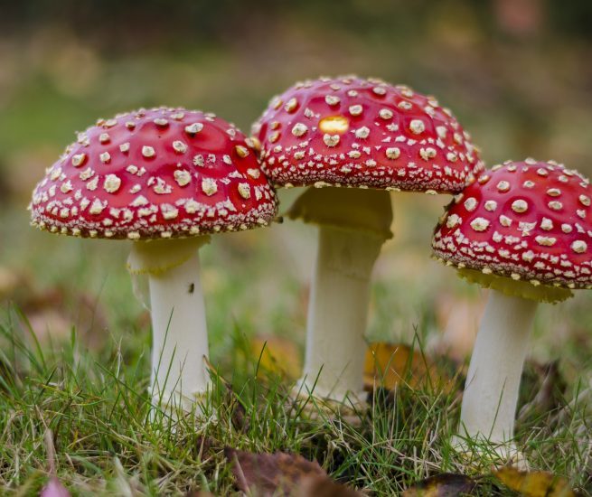 toxico-infoxicación